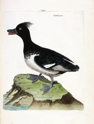 Tableau zoologique (ornithologie) : le morillon (aythya fuligula). Illustration dans « L