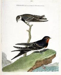 Planche zoologique (ornithologie) : L