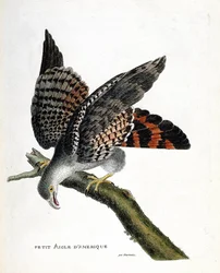 Tableau zoologique (ornithologie) : le petit aigle américain (circus buffoni) sur une branche. Illustration dans « L