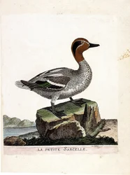 Carte zoologique (ornithologie) : la petite sarcelle (sarcelle d