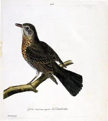 Planche zoologique (ornithologie) : La grive communément appelée la calandrotte sur une branche. Illustration dans « L