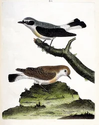 Planche zoologique (ornithologie) : Le vitrec (ou motous) sur la branche et sa femelle (motous pie ou oenanthe). Illustration dans « L