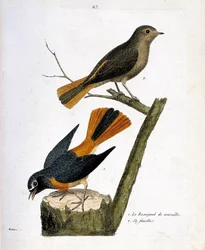 Planche zoologique (ornithologie) : le rougequeue à front blanc sur un tronc d