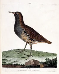 Tableau zoologique (ornithologie) : le râle d