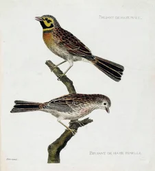 Planche zoologique (ornithologie) : de haut en bas : Moineaux Hague mâle et femelle (zizi ou emberiza cirlus) sur une branche. Illustration dans « L