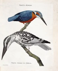 Planche zoologique (ornithologie) : de haut en bas : Martin-pêcheur (martin-pêcheur d