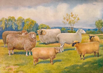 Races de moutons