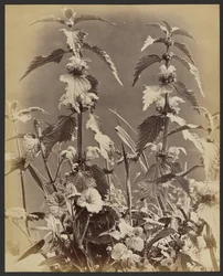 [Étude florale]