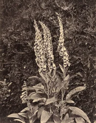 Digitale, vers 1860