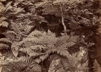 Étude de fougère sans titre, fin des années 1870
