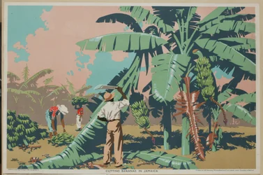 Coupe de bananes en Jamaïque