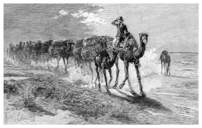 Chameaux transportant de la laine