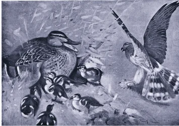 Une affaire de justesse, Harrier et canard