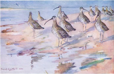 Courlis à Blakeney Point (lithographie)