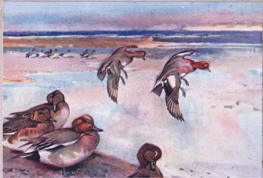 Canards siffleurs, illustration de Wild Nature & Country Life publiée par Hodder & Stoughton, vers 1910