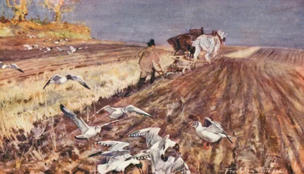 Vie sauvage en East Anglia : Mouettes rieuses suivant la charrue