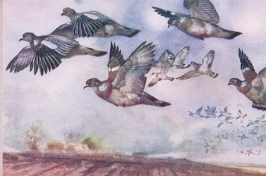 Pigeons ramiers en vol, illustration de Wild Nature & Country Life publiée par Hodder & Stoughton, vers 1910
