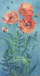 Coquelicots, 1916