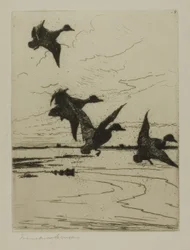Canards atterrissant