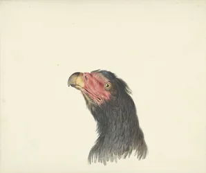 Tête d