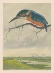 Martin-pêcheur sur une branche dans un paysage de prairie