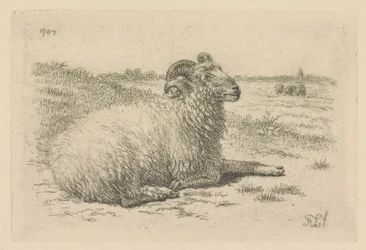 Bélier couché dans une prairie