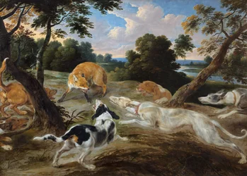 Un renard acculé entouré de chiens
