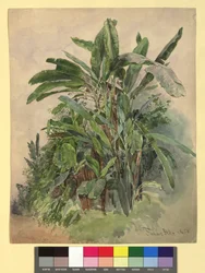 Schönbrunn - Étude de plantes