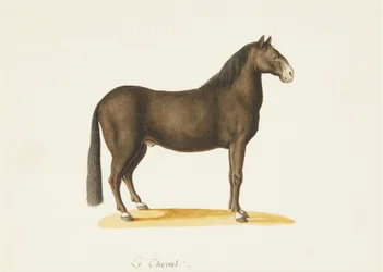Le Cheval