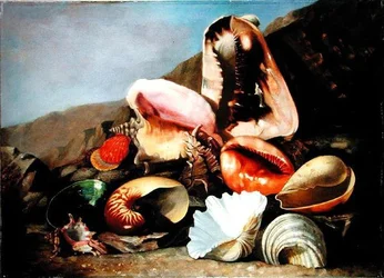 Nature morte de coquillages