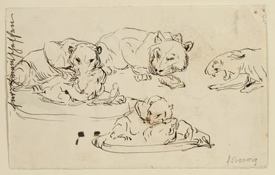 Panthères de Sunda se battant