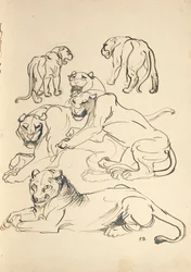 Six pumas