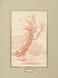 Étude sur les arbres