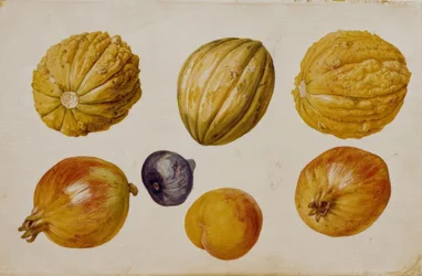 Études de fruits