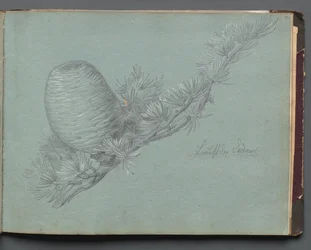Album avec des vues de Rome et des environs, études de paysage, page 49a : Étude d