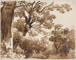 Dans la forêt