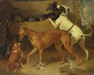 Les chiens de Kruger, 1855