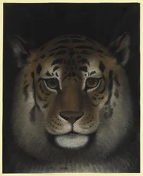 Tête de tigre