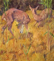 Cerf dans les roseaux