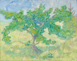 Petit chêne