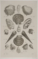 Planche avec coquillages. Planche 12.