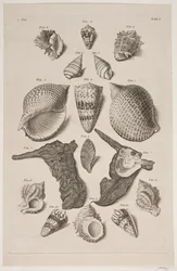 Planche avec coquillages. Planche 1.