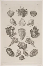 Planche avec coquillages. Planche 2.