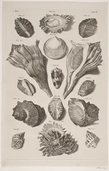 Planche avec coquillages. Planche 3.