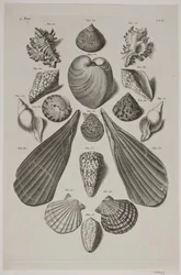 Planche avec coquillages. Planche 4.