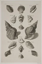 Planche avec coquillages. Planche 5.