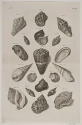 Planche avec coquillages. Planche 6.