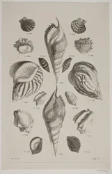 Planche avec coquillages. Planche 7.