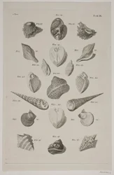 Planche avec coquillages. Planche 9.