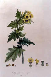 De la «Flora Monacensis» de F. De Paola De Schrank. Munich 1816